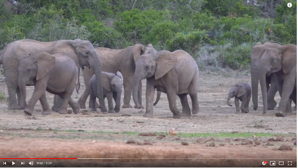 Addo Elephant National Park | WCED ePortal